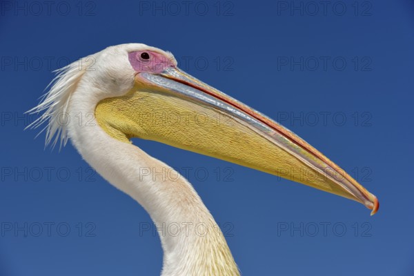 Great white pelican (Pelecanus onocrotalus), portrait, by Pelican Point, Walfish Bay, Erongo