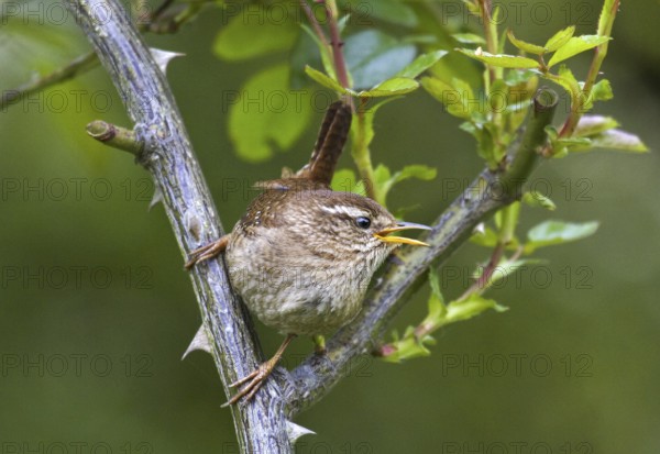 Eurasian wren (Troglodytes troglodytes) perched in bush, Belgium, Europe