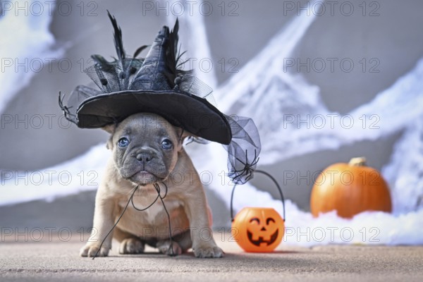 Cute French Bulldog dog puppy dressed up with large Halloween witch hat in front of seasonal