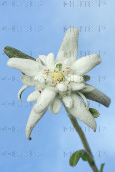 Edelweiss(Leontopodium alpinum) (Leontopodium nivale subsp. alpinum)