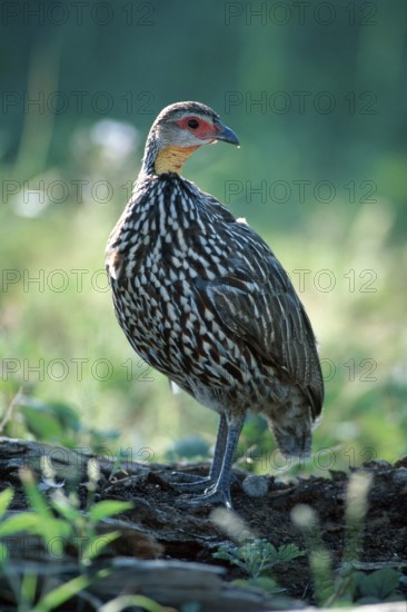 Yellow-necked Spurfowl (Francolinus leucoscepus), Samburu Game Reserve, Kenya (Pternistis