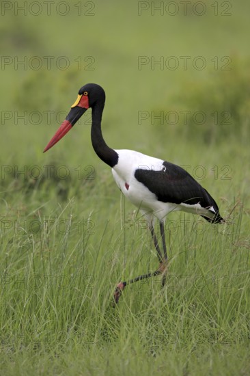 Saddle-billed stork (Ephippiorhynchus senegalensis), Sabi Sabi Game Reserve, Kruger National Park,