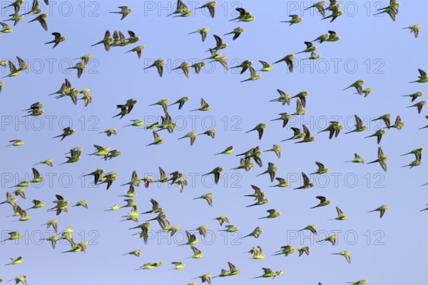 Budgerigars (Melopsittacus undulatus), New South Wales, Australia, Oceania