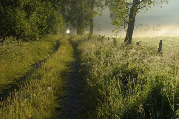 Field path in the morning mist, Dingdener Heide nature reserve, North Rhine-Westphalia, Germany,