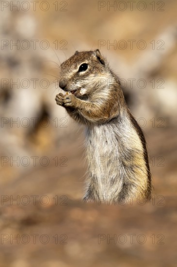 Barbary ground squirrel (Atlantoxerus getulus), chipmunk, Atlantic squirrel, ground squirrel,