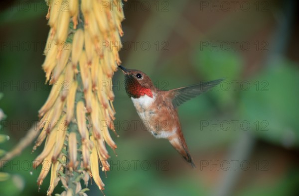 Rufous Hummingbird (Selasphorus rufus), Sonora desert, Arizona, USA, North America