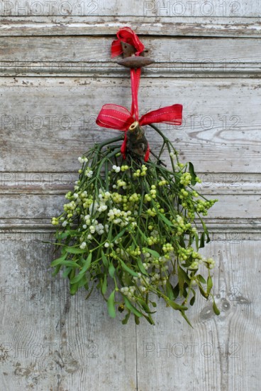 Mistletoe (Viscum album) on old door, mistletoe
