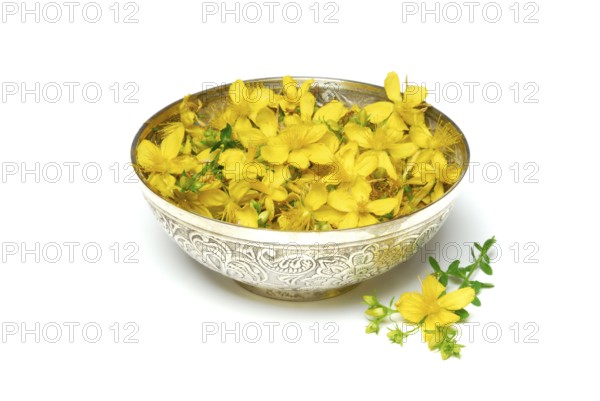 Spotted St. John's wort (Hypericum perforatum) , flowers in bowl
