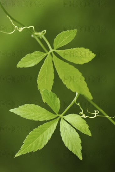 Jiao-gu-lan, Jiaogulan, female ginseng, Jiaogulan (Gynostemma pentaphyllum)