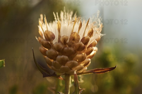 Seeds of a Cardueae plant (Rhaponticum coniferum) at Mount "La Talaia del Montmell" at evening,