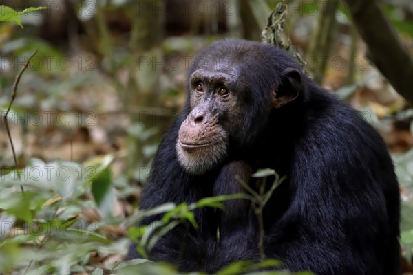 Western chimpanzee (Pan troglodytes verus) sits in the rainforest, wildlife, near Bossou, Nzérékoré