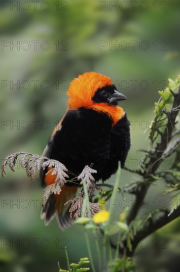 Southern red bishop (Euplectes orix), male, captive, occurring in Africa