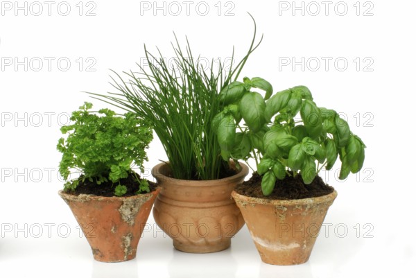 Curly parsley, Chive (Allium schoenoprasum) and Basil (Ocimum basilicum) in pots (Petroslinum