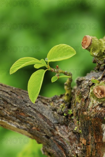 Japanese Berchemistry (Berchemia racemosa), Rhamnaceae
