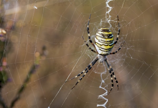 Wasp spider in web, Lüneburg Heath, Lower Saxony, Germany, Europe