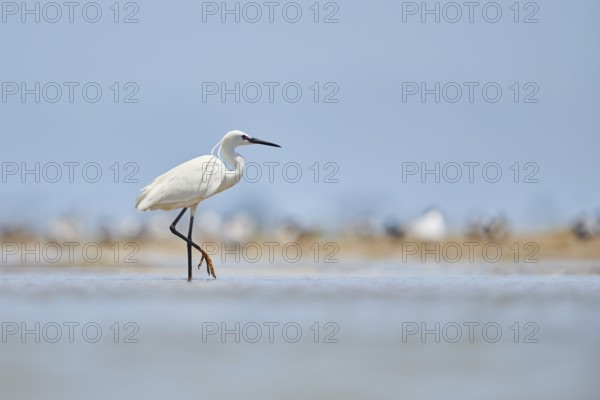Little egret (Egretta garzetta) walking at the shore, hunting, sea, ebro delta, Catalonia, Spain,