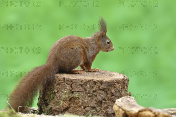 Eurasian red squirrel (Sciurus vulgaris), sitting on a tree stump, wildlife, Wilden, North