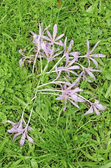 Autumn crocus (Colchium speciosum), September, Saxony, Germany, Europe