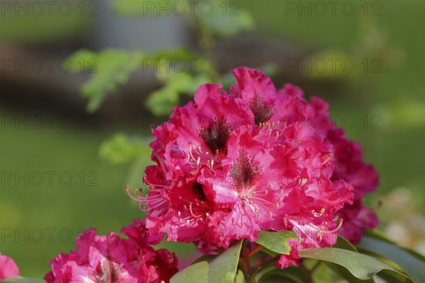 Red rhododendrons (Rhododendron), in a garden, Wilden, North Rhine-Westphalia, Germany, Europe