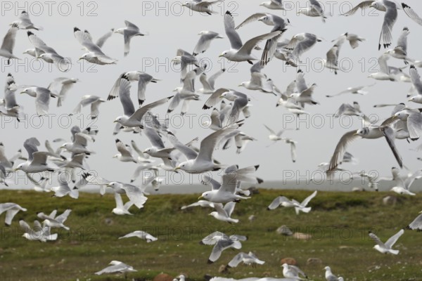 Kittiwakes (Rissa tridactyla) flying flock, Northern Norway, Scandinavia