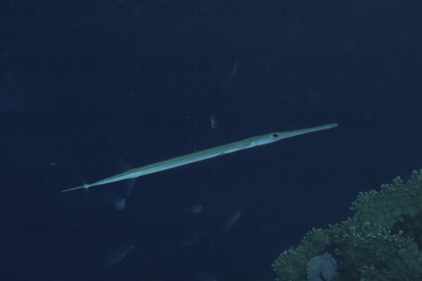 Bluespotted cornetfish (Fistularia commersonii), dive site House Reef, Mangrove Bay, El Quesir, Red