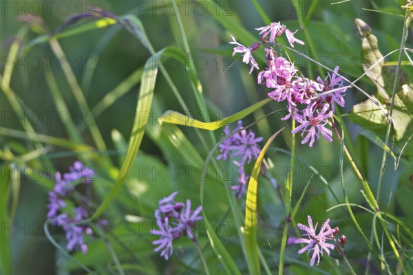 Cuckoo's campion (Silene flos-cuculi), flower, Peene Valley River Landscape Nature Park,