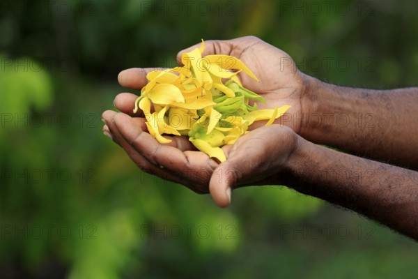 Ylang-ylang (Cananga odorata), petals, Nosy Be, Annonaceae, Madagascar, Africa