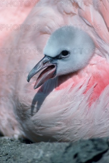 Chilean chilean flamingo (Phoenicopterus chilensis)
