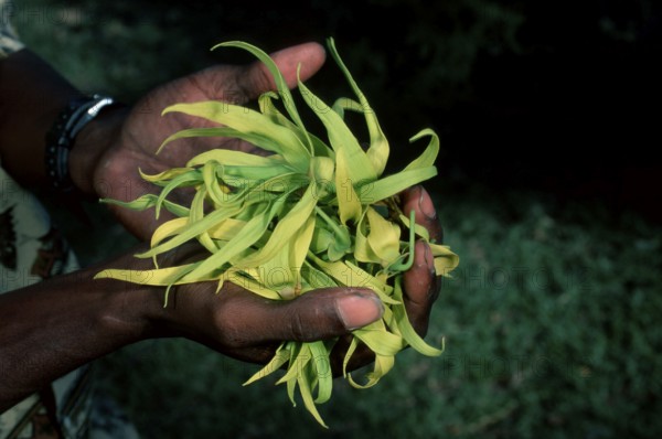 Hand with Alangilang flower, Madagascar (Cananga odorata)