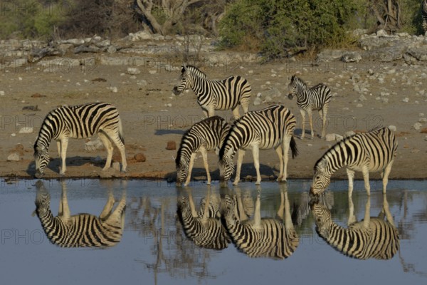 Burchell's Zebras (Equus quagga burchelli) drinking at the waterhole Chudop, Etosha National Park,