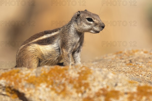 Barbary ground squirrel (Atlantoxerus getulus), chipmunk, Atlantic squirrel, ground squirrel,