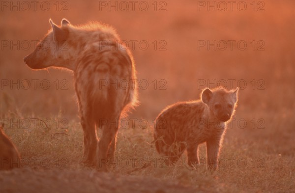 Spotted Hyena (Crocuta crocuta) with cub, Massai Mara Game Reserve, Kenya, Tuepfelhyaene mit