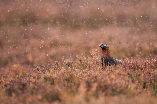 Red Grouse ( Lagopus lagopus scoticus) Rain, Cairngorms National Park, Scotland, United Kingdom,
