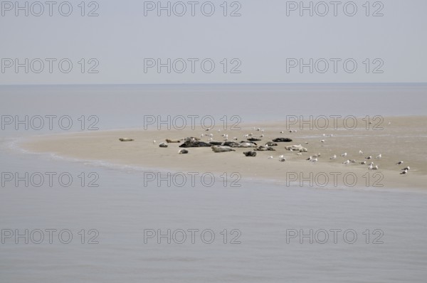 Harbor seals (Phoca vitulina) and grey seals (Halichoerus grypus), on sandbank at low tide, Texel