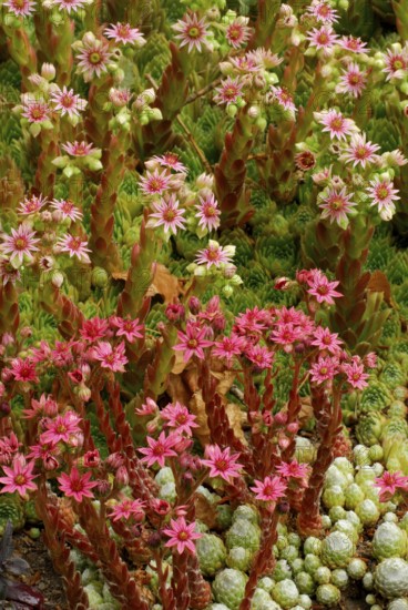 Houseleek (Sempervivum) Hey Hey, Cobweb-Skovtrolds Triumph