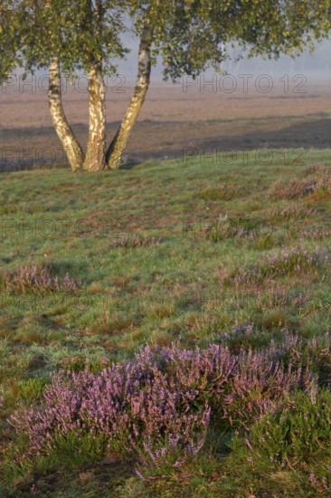 Common Heather (Calluna vulgaris), Westrup Heath, North Rhine-Westphalia Germany
