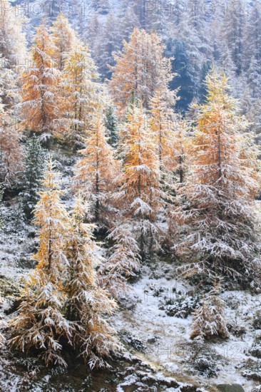 Larch forest , Larch, Valais, Switzerland, Europe