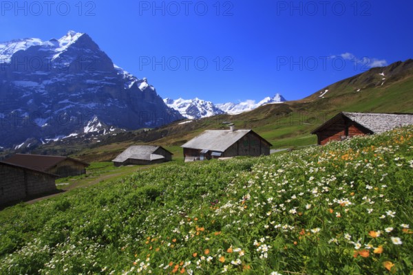 Wetterhorn, Grosse Scheidegg, Bernese Oberland, Switzerland, Europe
