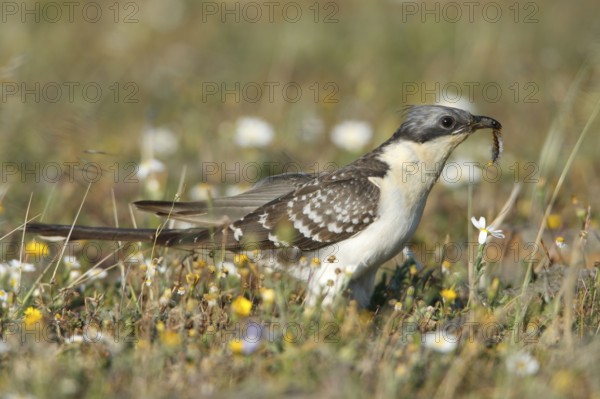 Great Spotted Cuckoo (Clamator glandarius) with caterpillar, Portugal, cuckoos, side, Europe