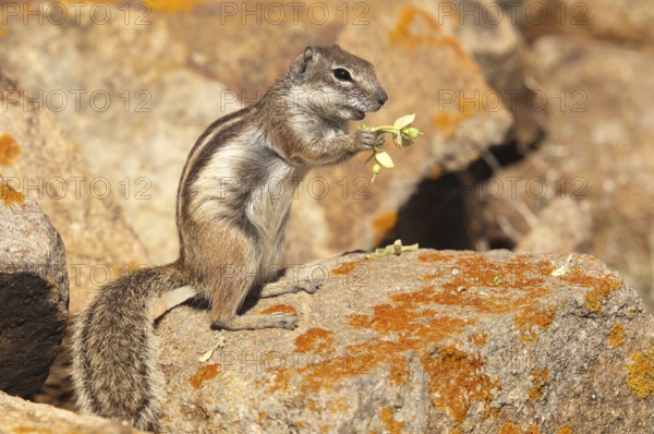 Barbary ground squirrel (Atlantoxerus getulus), chipmunk, Atlantic squirrel, ground squirrel,
