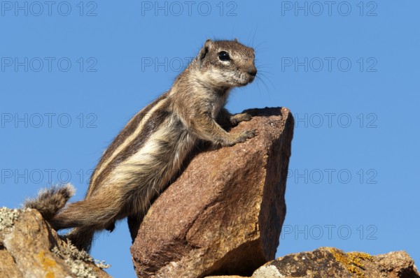 Barbary ground squirrel (Atlantoxerus getulus), chipmunk, Atlantic squirrel, ground squirrel,