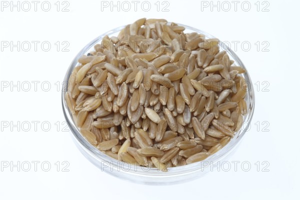 Khorasan wheat (Triticum turgidum × polonicum), also called kamut, is an old variety of spring