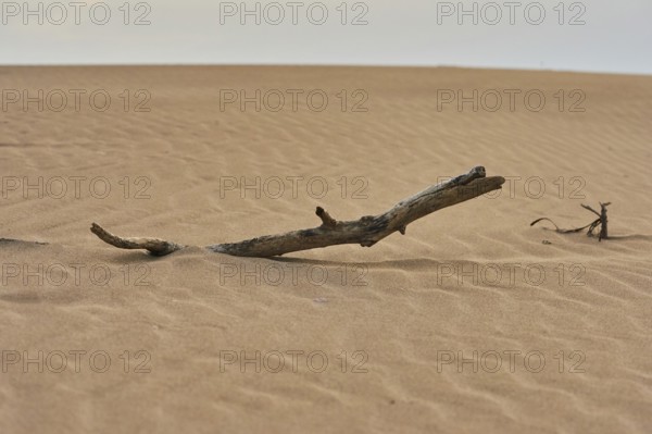 Old wood lying on the beach "Platja del Fangar", coast, nature reserve, ebro delta, Catalonia,