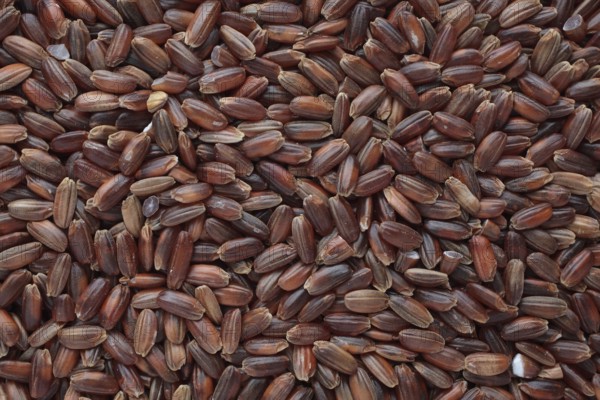 Red rice, Camargue rice from France, rice variety with a red bran layer, usually offered as brown