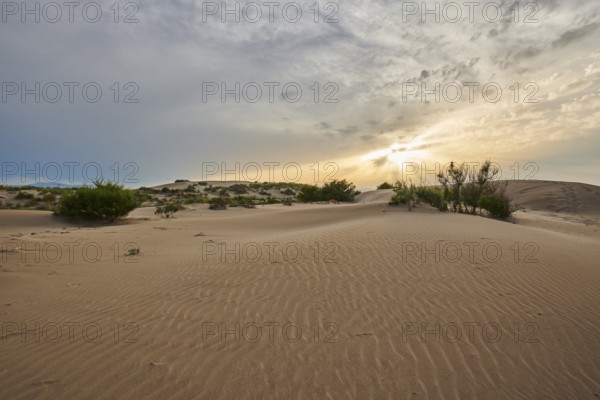 Beach "Platja del Fangar", Vegetation, nature reserve, ebro delta, Catalonia, Spain, Europe