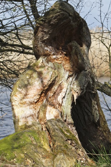 Deadwood, secondary habitat, willow felled by beaver (Castor fiber), beaver feeding, Peene Valley