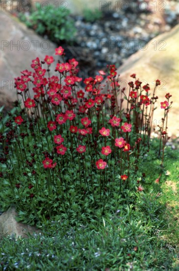 Maiden Pink (Dianthus deltoides)