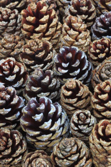 Scots pine ( Pinus sylvestris) pine, cone, Cairngorms National Park, Scotland, United Kingdom,
