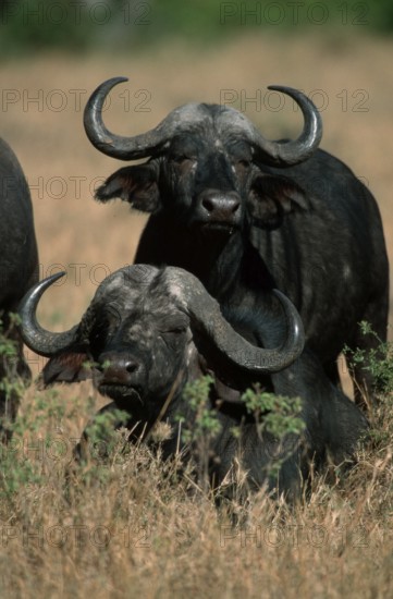 African (Syncerus caffer) Buffaloes, Nakuru national park, Kenya, Kaffernbueffel, Nakuru