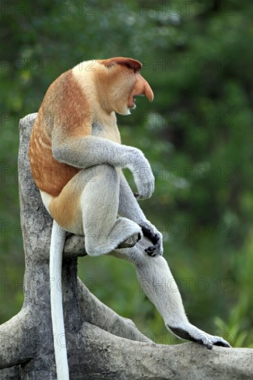 Proboscis Monkey (Nasalis larvatus), male, Labuk Bay, Sabah, Borneo, Malaysia, Asia